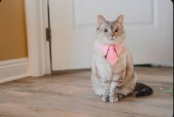 Meet nala cat: the instagram star with a ton of fo – tymoff