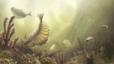 “Unveiling the Role of Oceanic Oxygenation in the Cambrian Explosion: New Insights from Chinese Research”